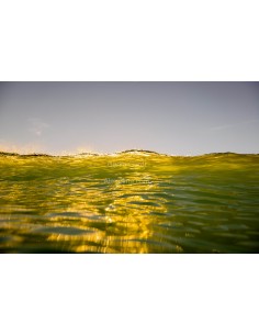 Surfing photo - "green...